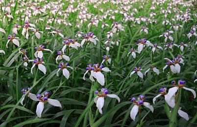 微软推送Xbox手柄固件更新 解决意外断开连接问题